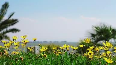 4k实拍黄金菊菊花花朵自然风光视频的预览图